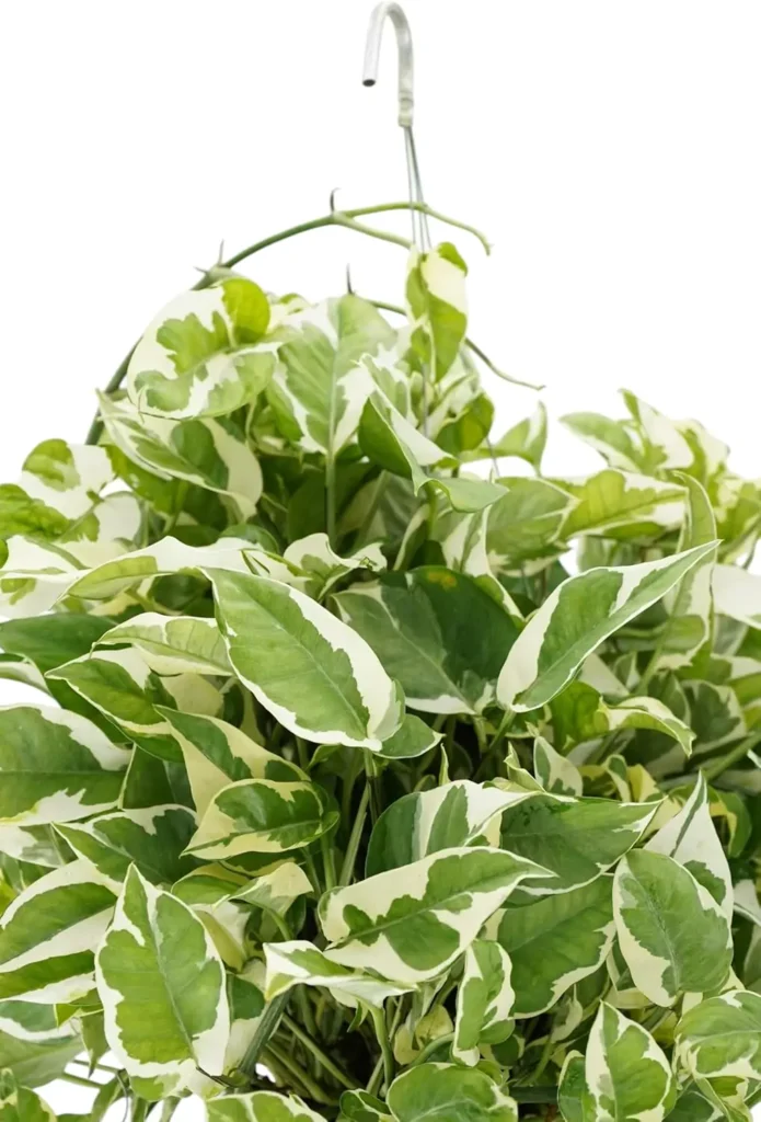 Huge Pothos N'joy live plant with variegated green and white leaves, easy to grow low maintenance hanging houseplant, perfect trailing vine for home decor, apartments, and indoor smart gardens. Ideal for beginners and busy lifestyles by AI Artz