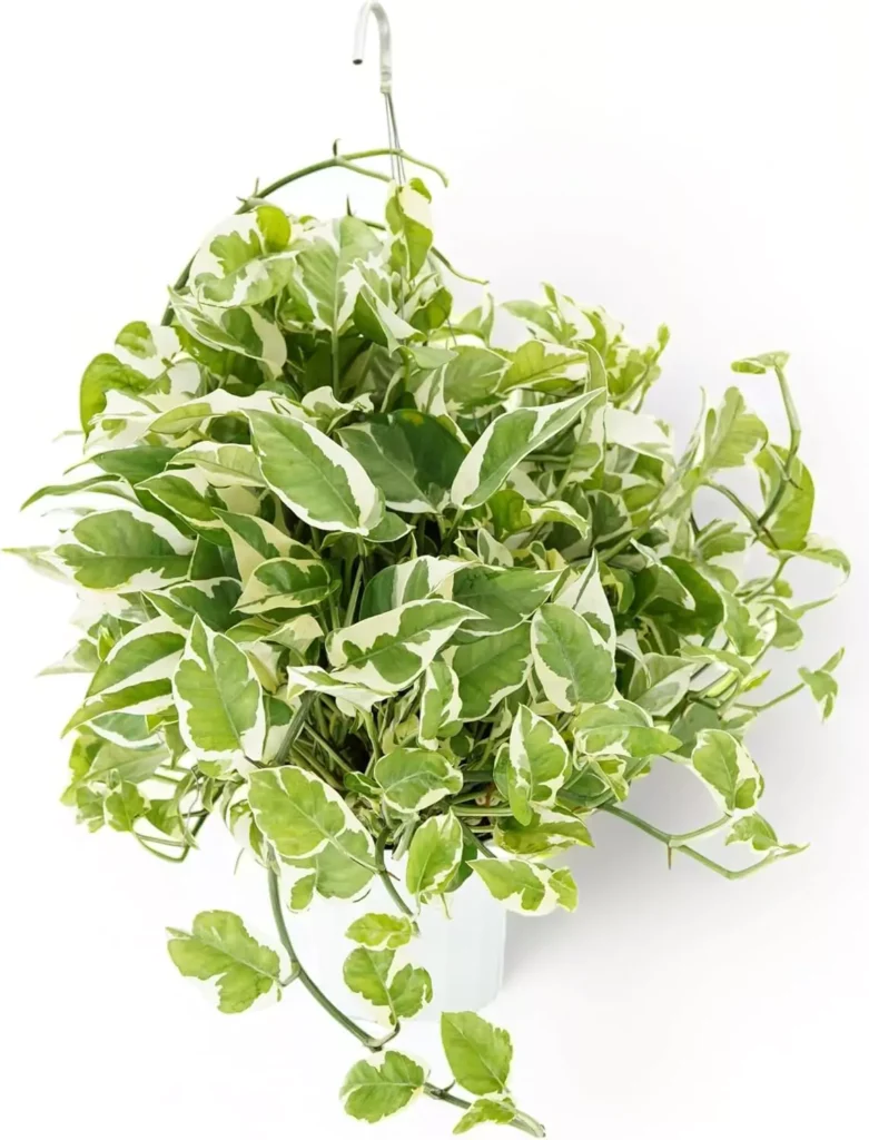 Huge Pothos N'joy live plant in hanging pot, trailing vine houseplant with variegated leaves, easy to grow low maintenance indoor plant for home decor and beginners. Perfect for apartments, offices, and indoor smart gardens by AI Artz