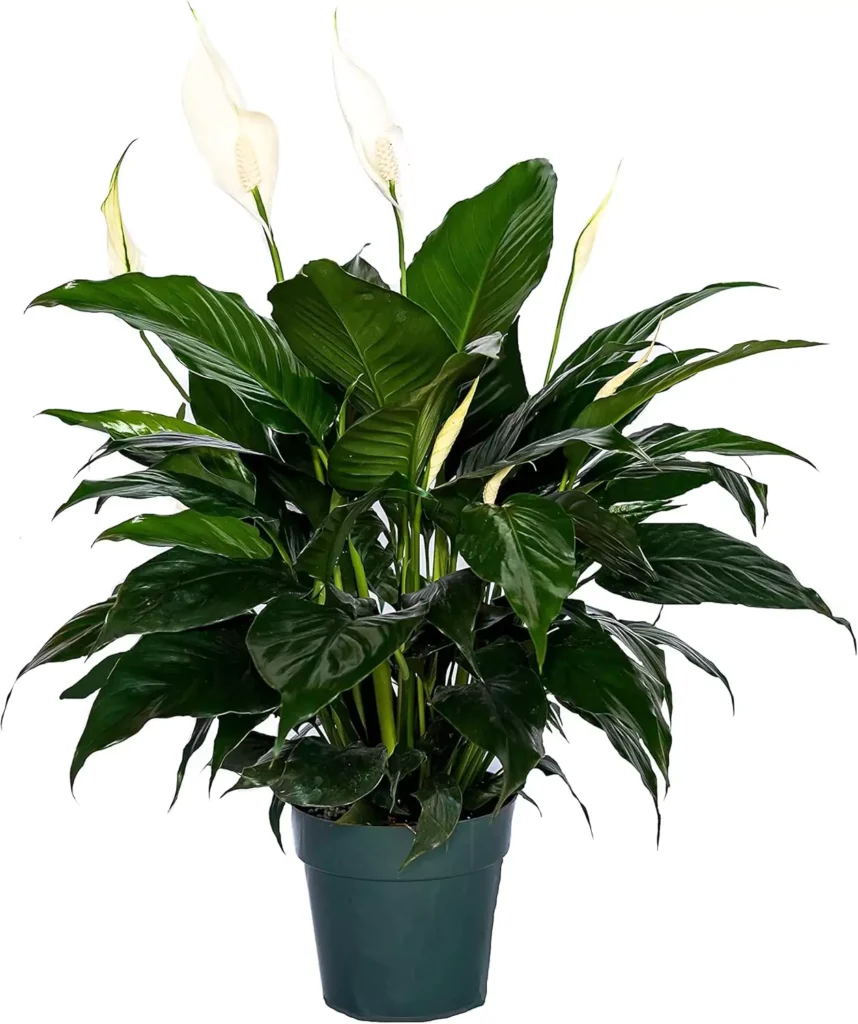 Peace Lily live plant in dark pot with lush green leaves and white blooms, Spathiphyllum indoor houseplant for air purification, low maintenance easy to grow plant for home or office décor, ideal for beginners and apartments by AI Artz