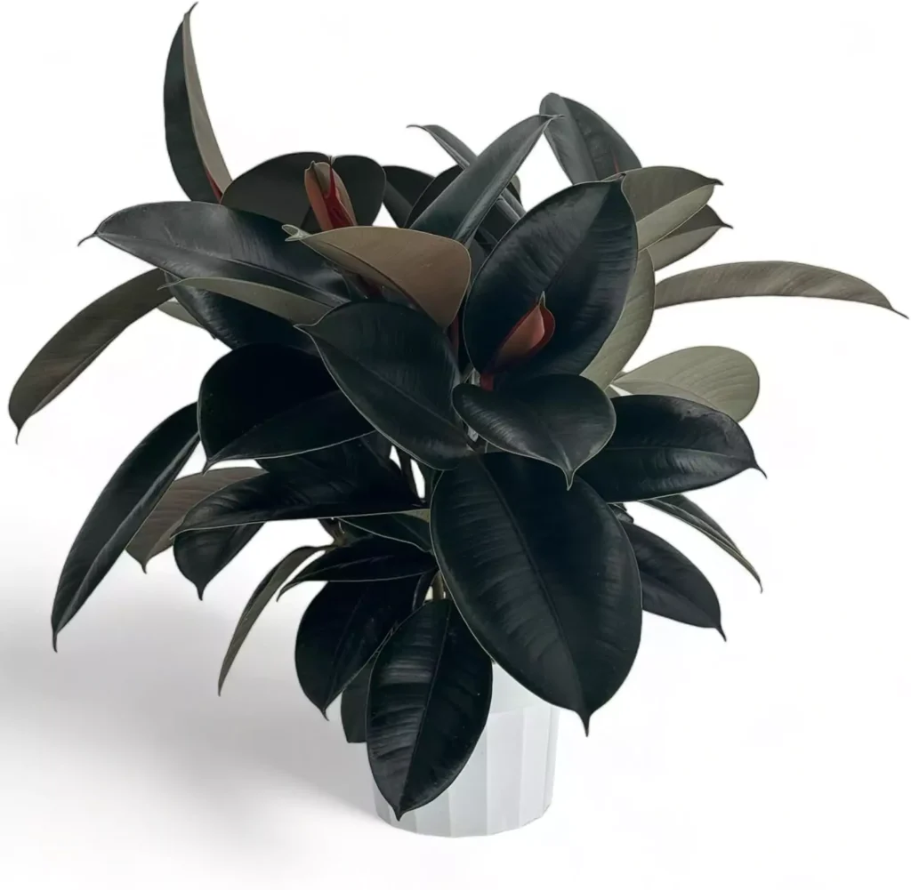 Rubber Tree live house plant in white pot with dark shiny leaves, large indoor air purifier ficus burgundy, easy to grow low maintenance plant for room decor and modern homes, ideal houseplant for beginners and stylish indoor spaces by AI Artz