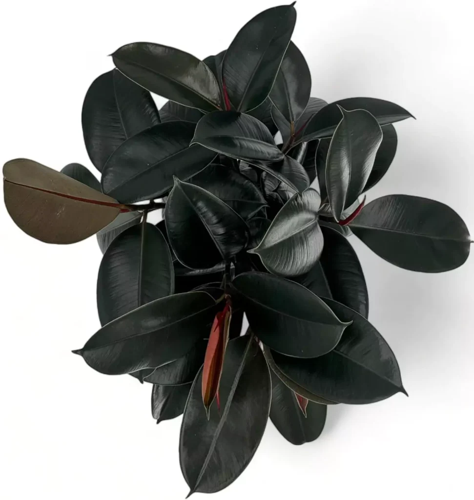 Rubber Tree live house plant with large dark shiny leaves, top view of elegant Ficus Burgundy, easy care indoor air purifier plant ideal for room decor, low maintenance houseplant for modern homes and beginners by AI Artz