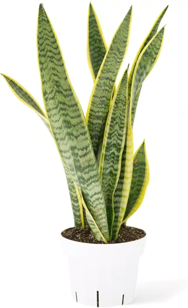 Snake Plant live houseplant in white pot, low maintenance indoor plant for home or office, easy to grow Sansevieria with upright green leaves, ideal low light air purifying plant for beginners and smart indoor gardens by AI Artz