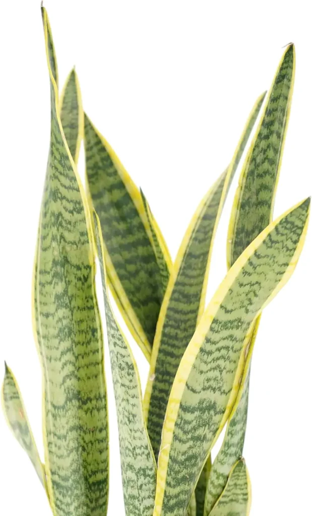 Snake Plant live low maintenance indoor houseplant with upright green and yellow variegated leaves, easy to grow Sansevieria for home or office, ideal air purifying plant for beginners and low light spaces by AI Artz