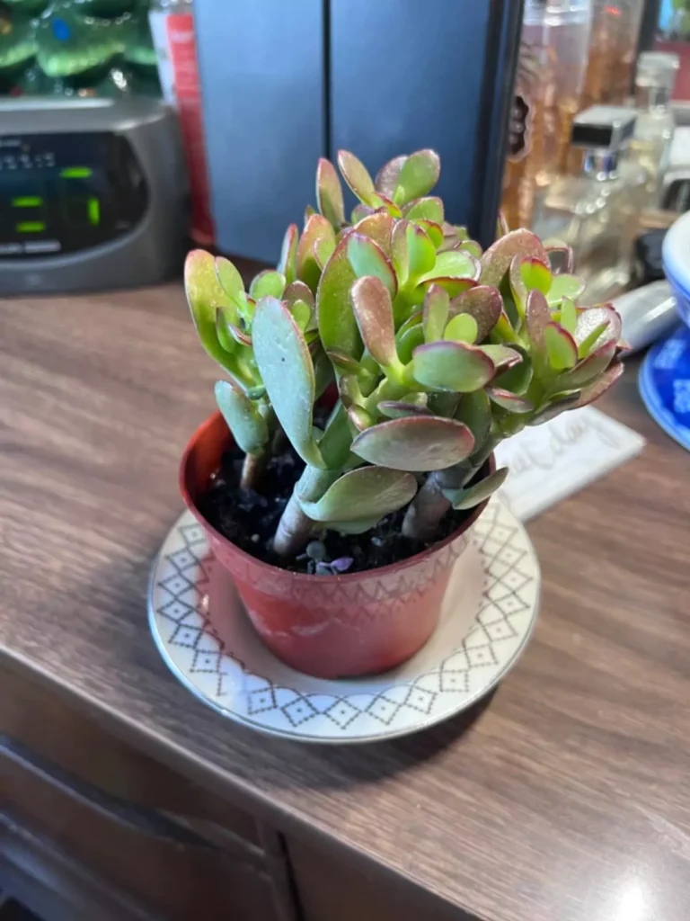Sunset Jade Plant live houseplant in brown pot, Crassula easy to grow succulent for home or office decor, shown on wooden table, ideal low maintenance indoor plant for beginners, apartments, smart indoor gardens, and modern interiors by AI Artz
