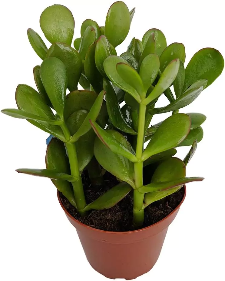 Sunset Jade Plant live houseplant in brown pot, Crassula easy to grow low maintenance indoor plant for home or office décor, ideal for beginners and modern apartments, air purifying succulent for smart indoor gardens by AI Artz