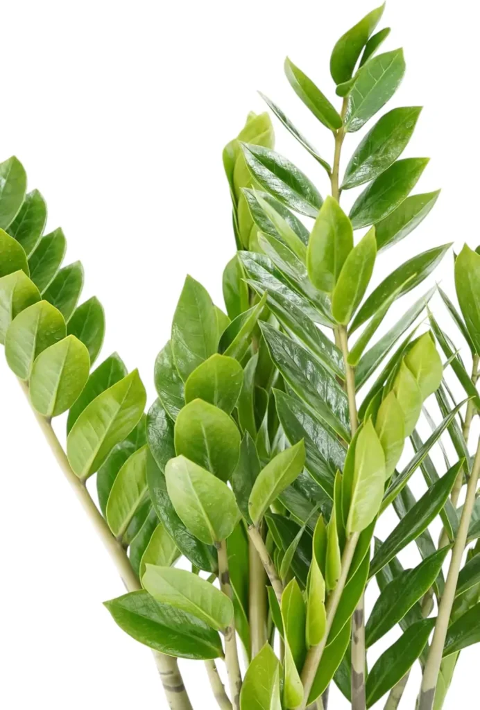 ZZ Plant live air purifier with glossy green leaves, easy to grow low maintenance indoor house plant for home or office decor, perfect for beginners and busy lifestyles. Ideal smart garden plant for clean air and modern spaces by AI Artz