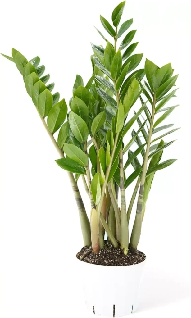 ZZ Plant live air purifier indoor house plant in white pot for home decor, easy to grow low maintenance indoor plant for room, apartment, and office spaces. Ideal houseplant for beginners and busy lifestyles by AI Artz